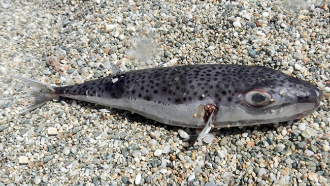 Balon balığı yiyen gemi kaptanı hayatını kaybetti